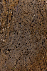 Altes Holz