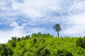 Fototapeta premium tree of forest with blue sky
