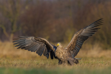 White-tailed Eagle/patrolling the meadow in the sun