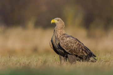 White-tailed Eagle/patrolling the meadow in the sun