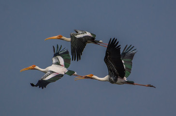 Obraz premium A flock of painted stork birds in flight