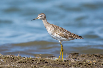 A Sandpiper bird
