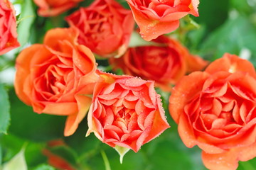 Bouquet of beautiful roses