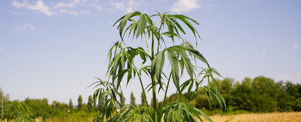 Hemp plant outdoors in summer