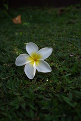 Fototapeta na wymiar Flowers in Mahe Island