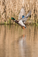 Mallard, Duck, Anas platyrhynchos © Maciej Olszewski