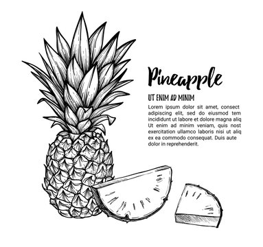 Hand drawn vector illustration - Pineapple. Exotic tropical fruit. Sketch. Outline. Perfect for packing, prints, invitations, greeting cards, posters, banners etc.