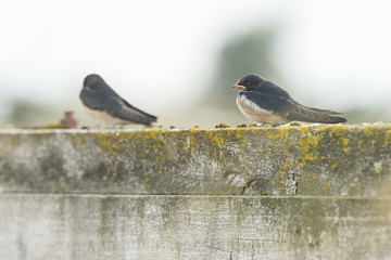 Barn Swallow (Hirundo rustica) resting