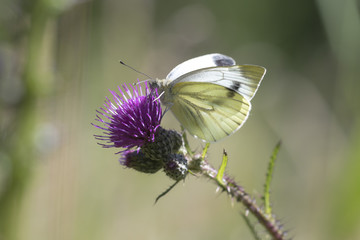 Green-veined white (Pieris napi) hangs on a purple thistle drinking nectar.