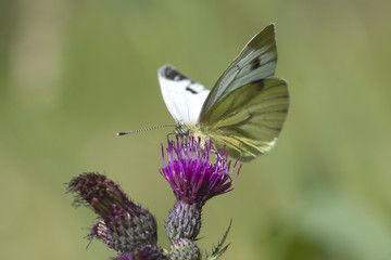 Green-veined white (Pieris napi) hangs on a purple thistle drinking nectar.