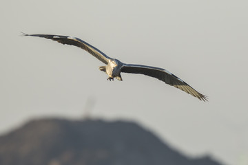 Fototapeta na wymiar Great blue heron Ardea herodias flying
