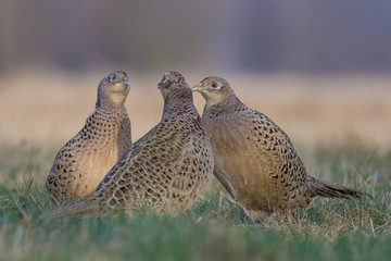 Common Pheasant/on the meadow