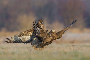 Common Buzzard/fight over the meadow