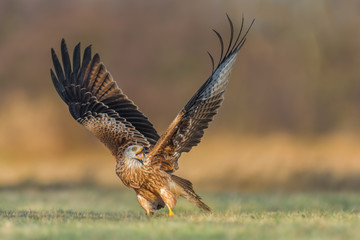 Red Kite/on the meadow