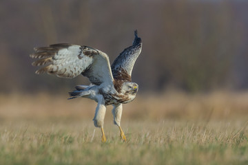Common Buzzard/flight over the meadow