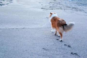 Lonely rough collie walking away