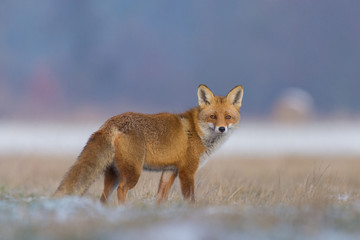 Naklejka na ściany i meble Red Fox/in the meadow