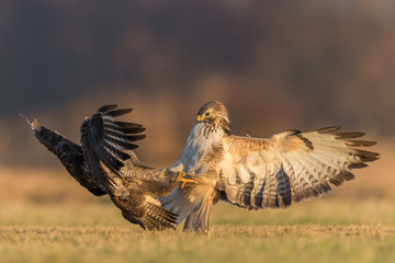 Common Buzzard/fight over the meadow