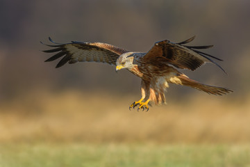Red Kite/flight over the meadow