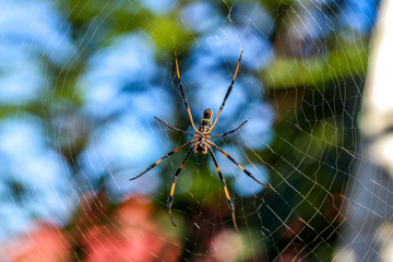 Araignée - Nephila
Araignée néphila à l'île de la Réunion  