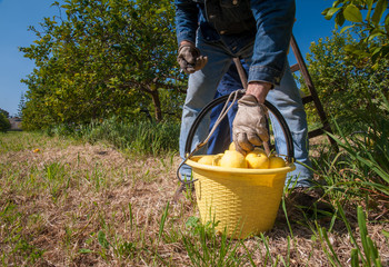 Pail full of lemons during lemon picking time in Sicily