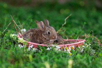 Portrait of little rabbit on green grass background