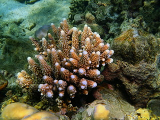 Stone coral