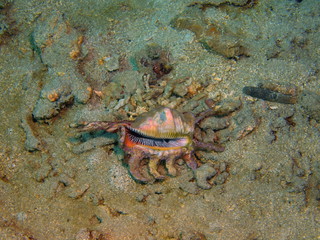 Shell of mollusc