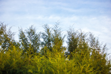 Andaman Sea pine of evenings in Ao Nang Krabi, Thailand