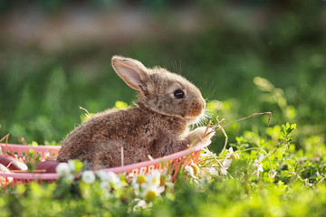 Portrait of little rabbit on green grass background