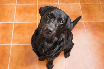 Portrait of a black labrador looking at the camera. View from above