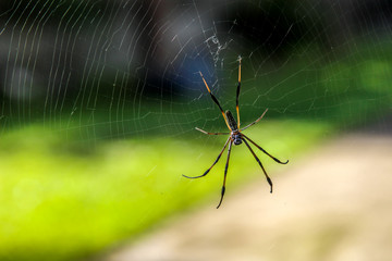Araignée - Nephila
Araignée néphila à l'île de la Réunion  