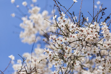 almond tree flowers on blue sky. Spring season