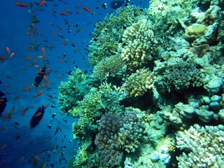 Beautiful Coral Reef in the Red Sea 