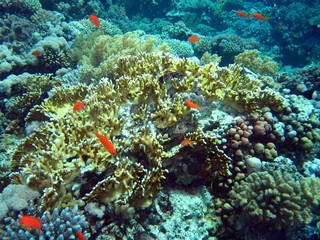 Beautiful Coral Reef in the Red Sea  