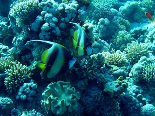 Naklejka na ściany i meble Pair of masked Banner fishes in the Red Sea