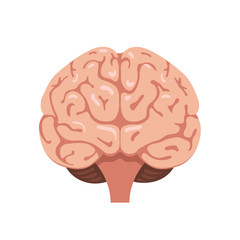 Brain front view icon