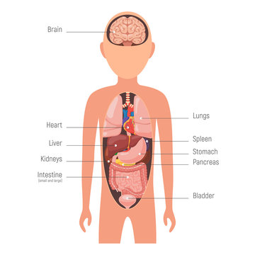 Diagram internal organs