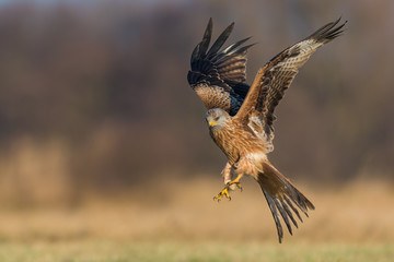 Red Kite/on the meadow