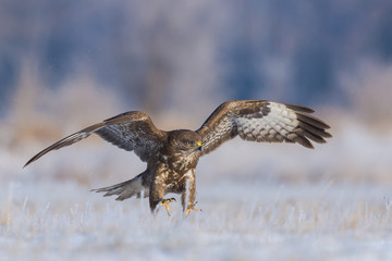 Common Buzzard/flying over the meadow