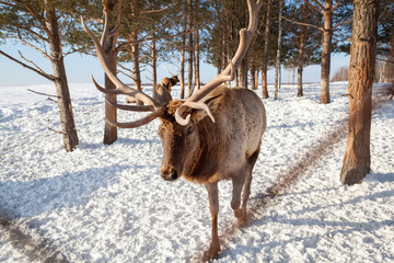 Red Deer in winter forest