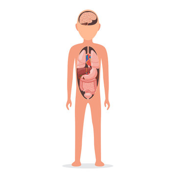 Human body with internal organs
