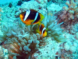 Fototapeta na wymiar Clown fishes in the Red Sea 