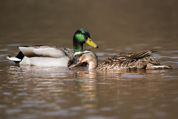 Mallard, Duck, Anas platyrhynchos