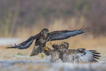 Common Buzzard/fighting in the meadow