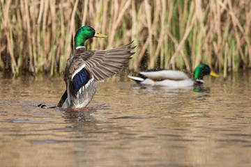 Obraz premium Mallard, Duck, Anas platyrhynchos