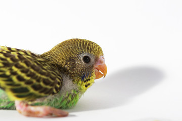 cute Baby bird in white background