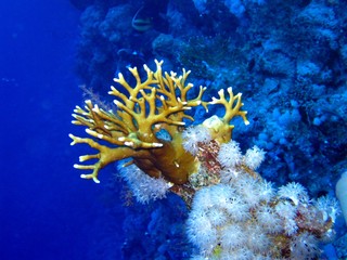 Fototapeta premium Corals in the Red Sea