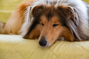Nice cute dog (scottish collie) is lying on the sofa, dreaming and relaxing in sun rays 