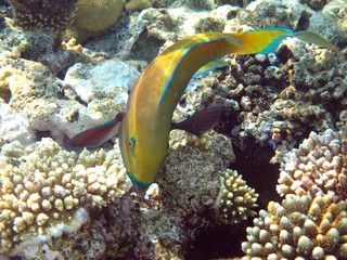 Fototapeta na wymiar Parrot Fish in the Red Sea